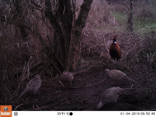 Pheasants feeding under meadow NW feeder, 2019-01-04 (01040245) Pheasants feeding under meadow NW feeder, 2019-01-04 (01040245)