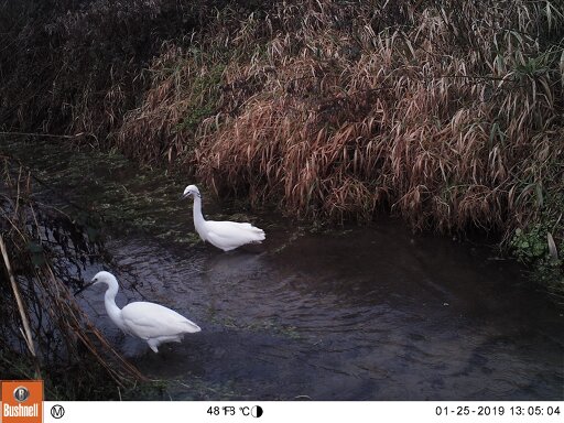 Little egrets foraging in Carr Stream, Hillside House 2019-01-26 (01250654)