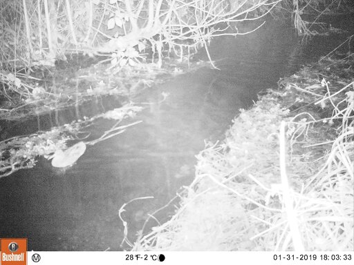 Teal (female) foraging in Carr Stream, Hillside House 2019-01-31 (01310670) Teal (female) foraging in Carr Stream, Hillside House 2019-01-31 (01310670)