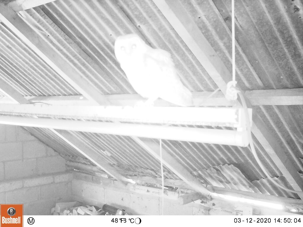 Barn owl on suspended strip light inside shed, Hillside House 2020-03-12 (0132067) Barn owl on suspended strip light inside shed, Hillside House 2020-03-12 (0132067)