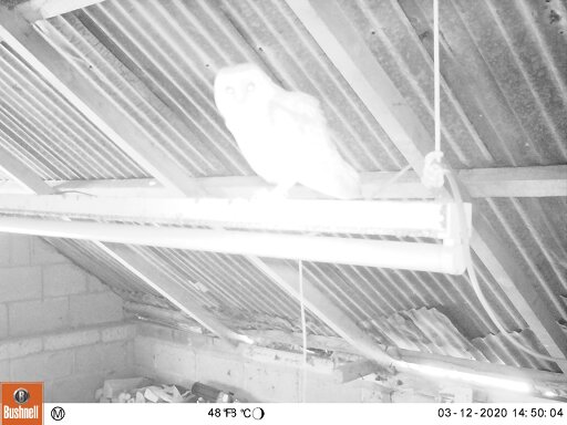 Barn owl on suspended strip light inside shed, Hillside House 2020-03-12 (0132067) Barn owl on suspended strip light inside shed, Hillside House 2020-03-12 (0132067)