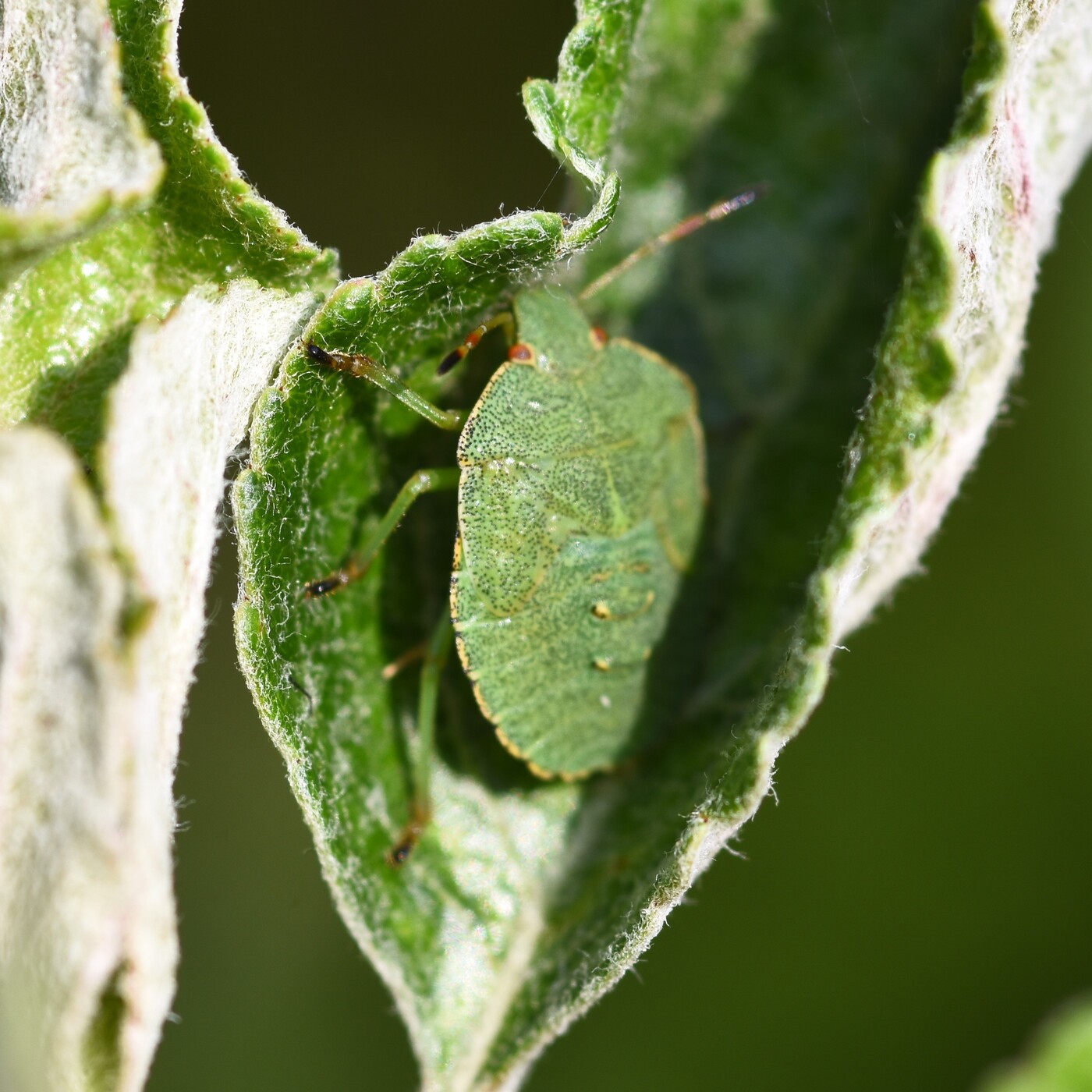 Acanthosoma haemorrhoidale (hawthorn shieldbug) 2024-08-17 (3603)