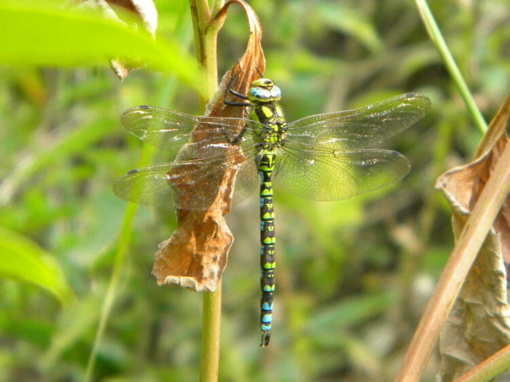 Southern hawker (Aeshna cyanea) on dock by main pond, 2019-08-29 (1435)