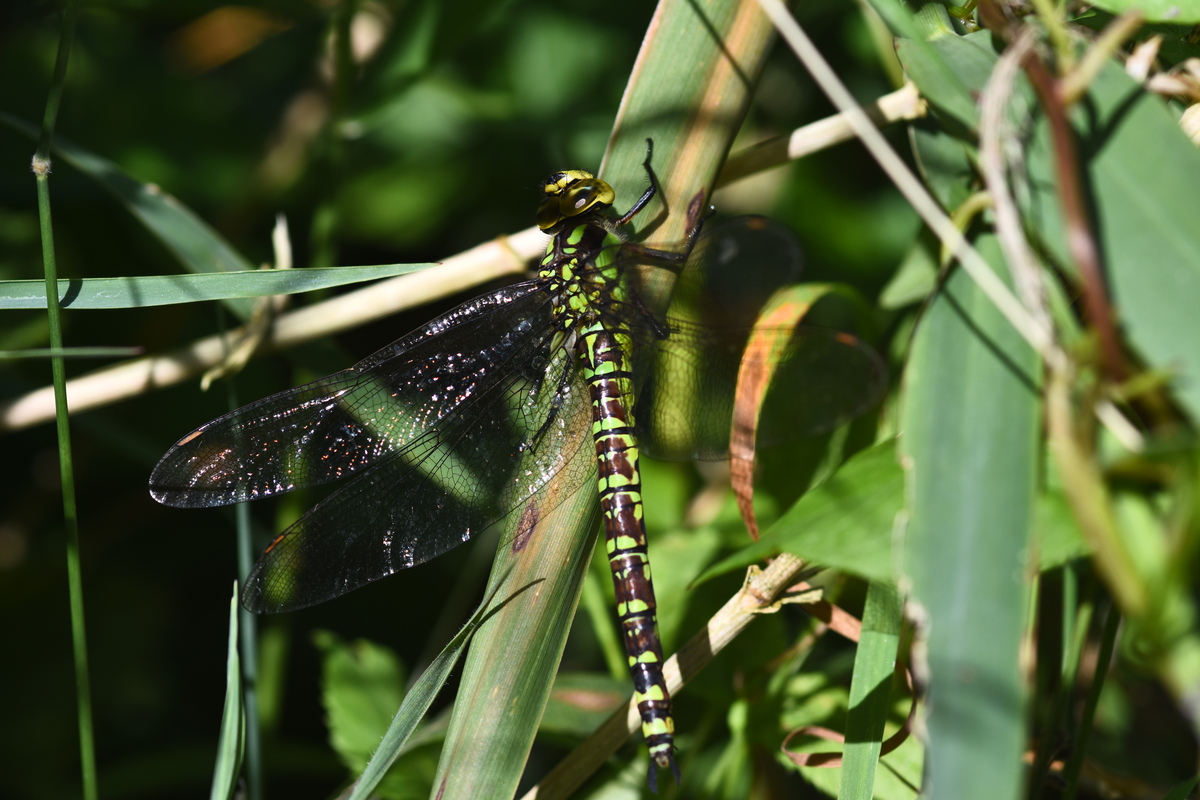 Aeshna cyanea southern hawker western boundary hedge 2024-08-09 (3360)