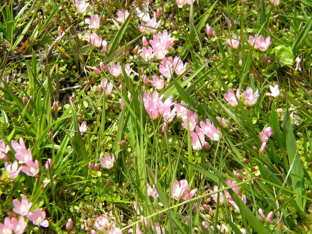 Anagallis tenellla (bog pimpernel) near Deadmans Hill Upgate 2019-06-23 (1399)