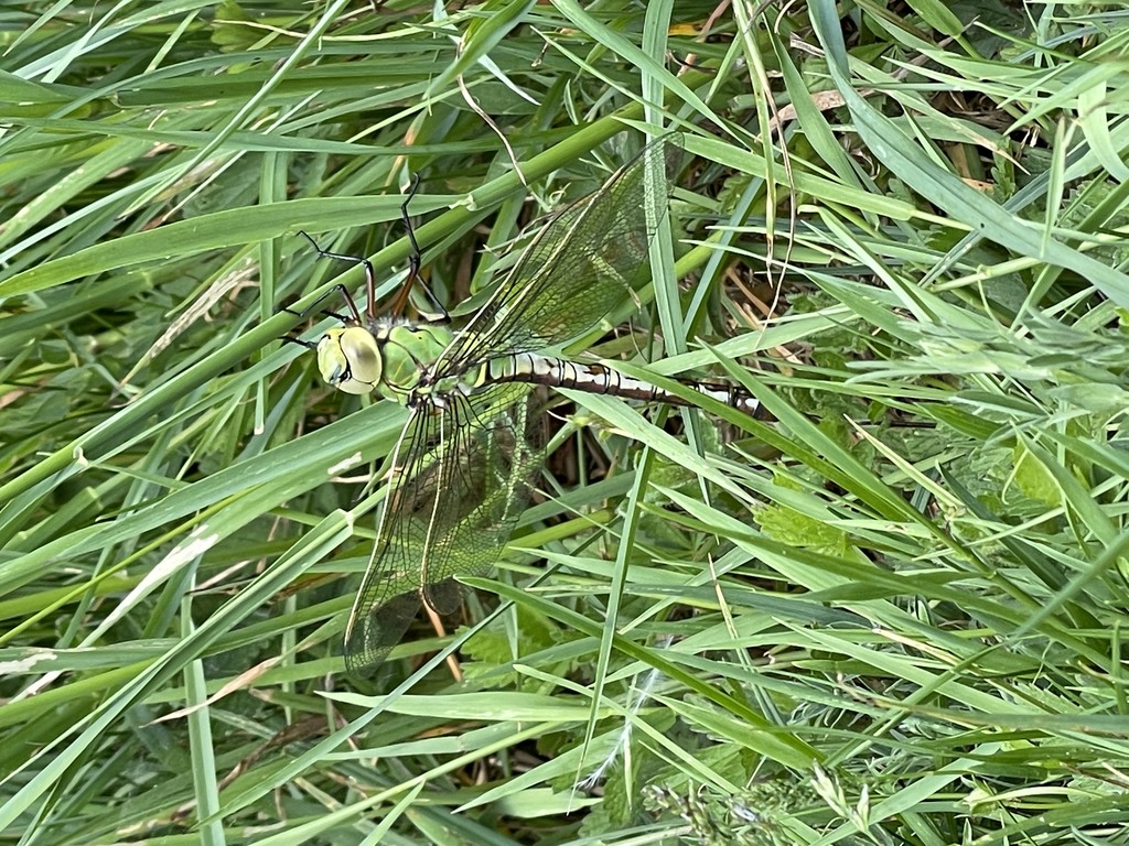 Anax imperator (emperor dragonfly) at Foxley Wood 2022-05-22 (3057) (c) Chris Richardson