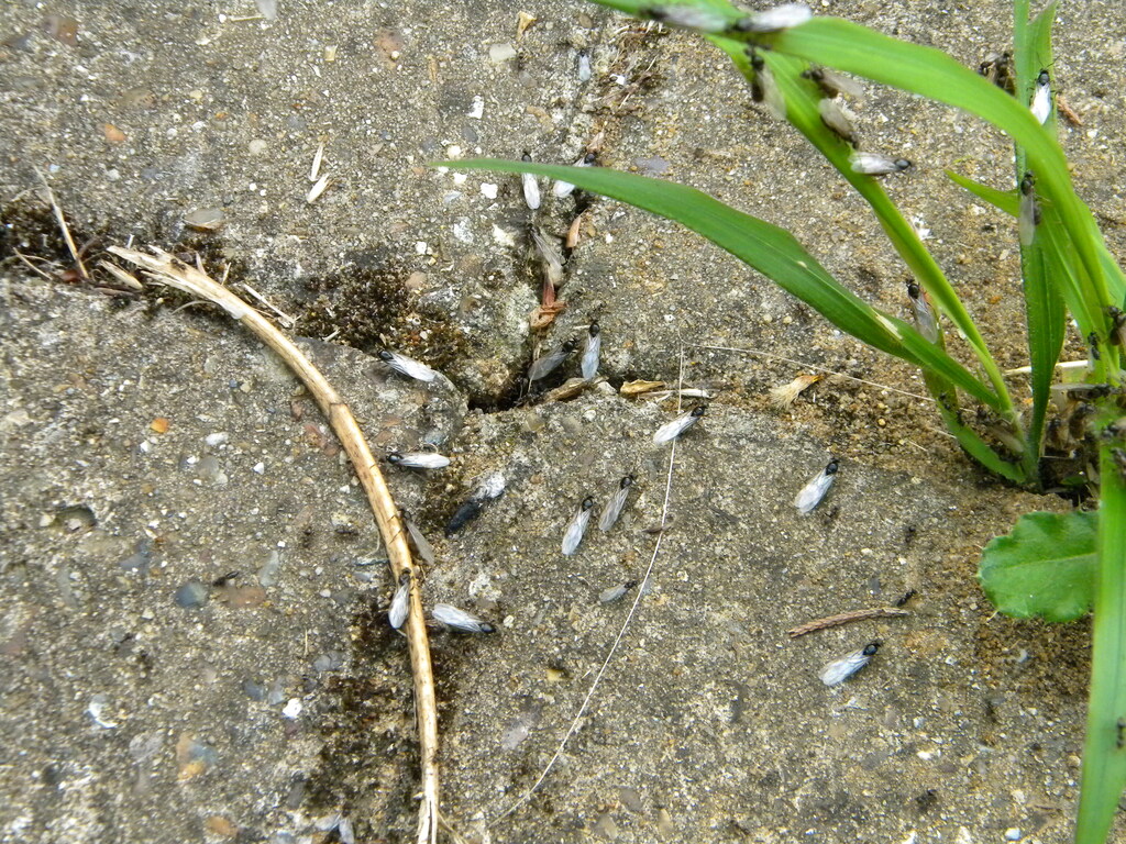 Ants (Lasius niger) emerging to begin copulation flights Hillside House 2021-07-26 (1924) Ants (Lasius niger) emerging to begin copulation flights Hillside House 2021-07-26 (1924)