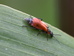 Anthocomus rufus on reeds Hillside House 2024-08-12 (3413)