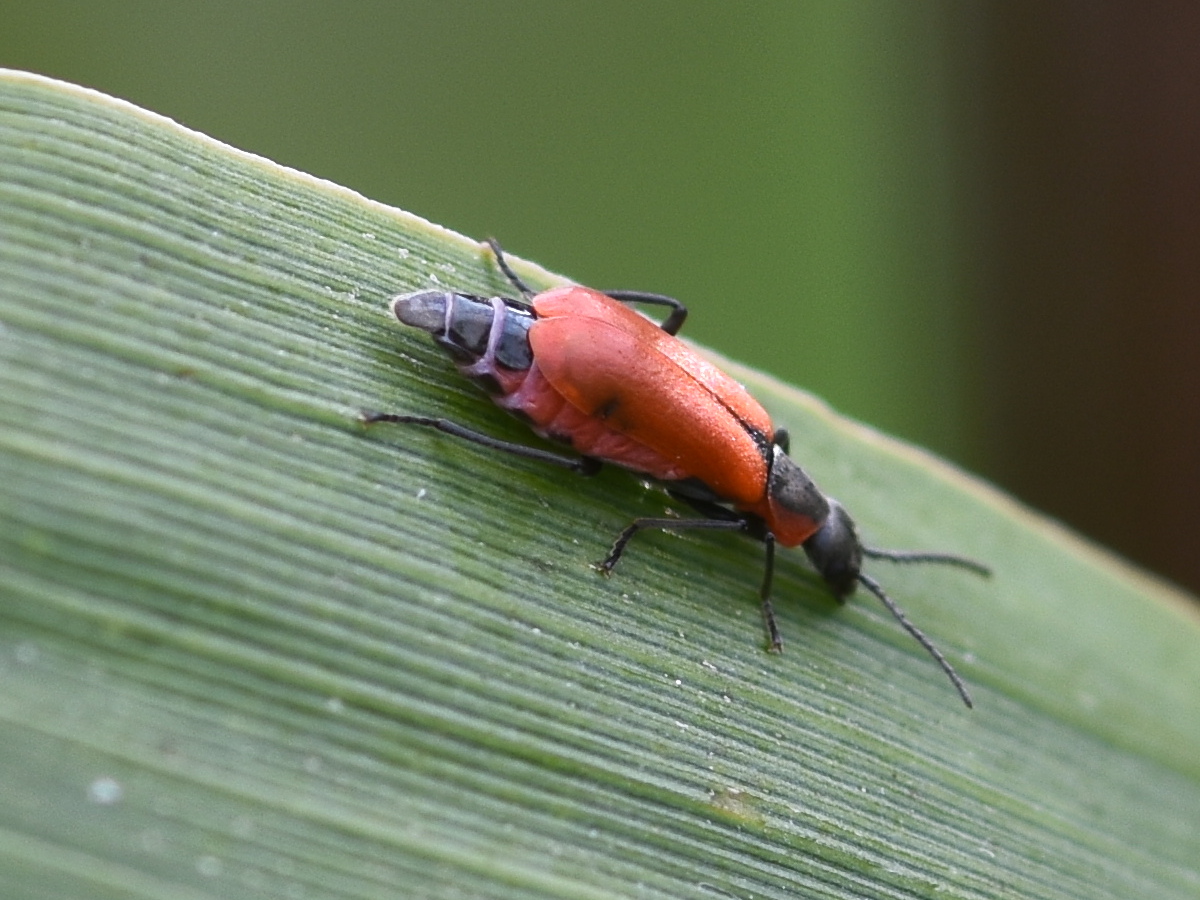 Anthocomus rufus on reeds Hillside House 2024-08-12 (3413)