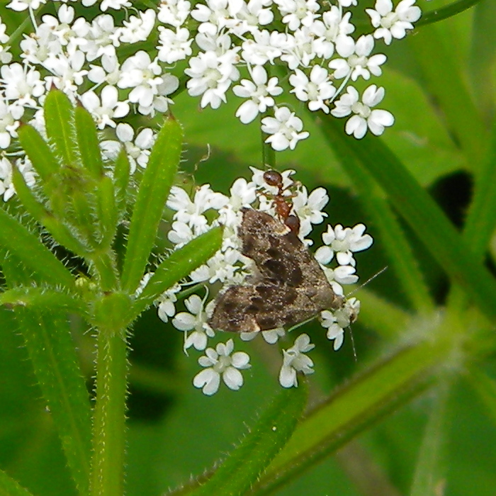 Anthophila fabricana (nettle-tap moth) on ground elder etc 2024-06-03 (3537)