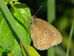 ringlet Aphantopus hyperantus 2024-07-26 (3815)