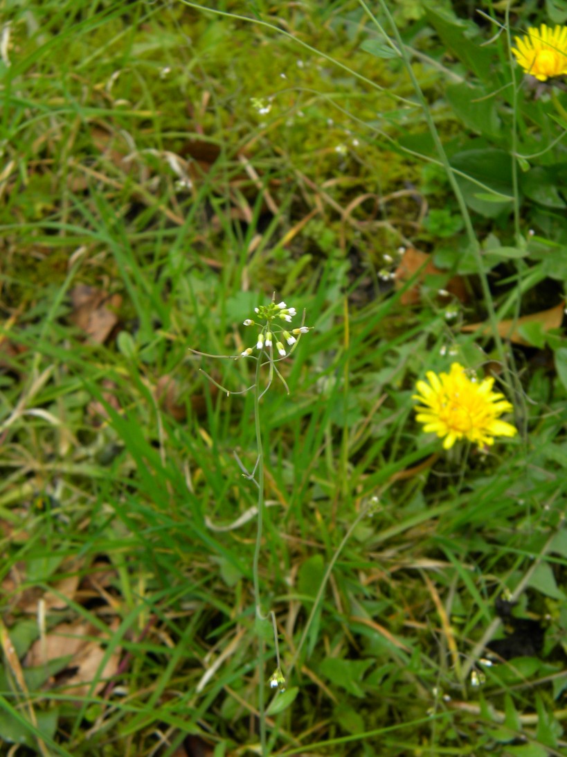 Probable Arabidopsis thaliana (Thale cress) Hillside House 2024-04-04 (3408) Probable Arabidopsis thaliana (Thale cress) Hillside House 2024-04-04 (3408)