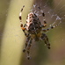 Araneus diadematus (garden spider) Hillside House 2024-08-17 (3805)