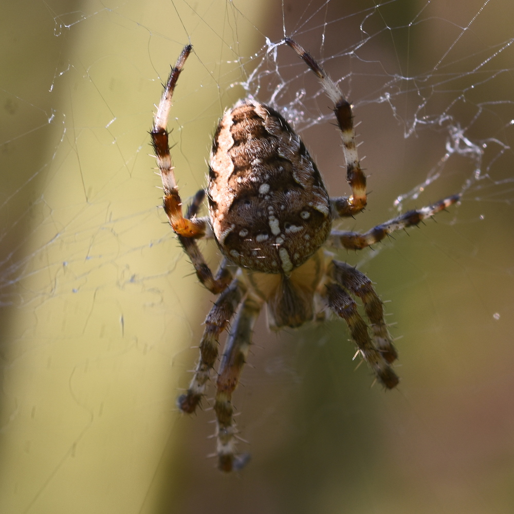 Araneus diadematus (garden spider) Hillside House 2024-08-17 (3805)