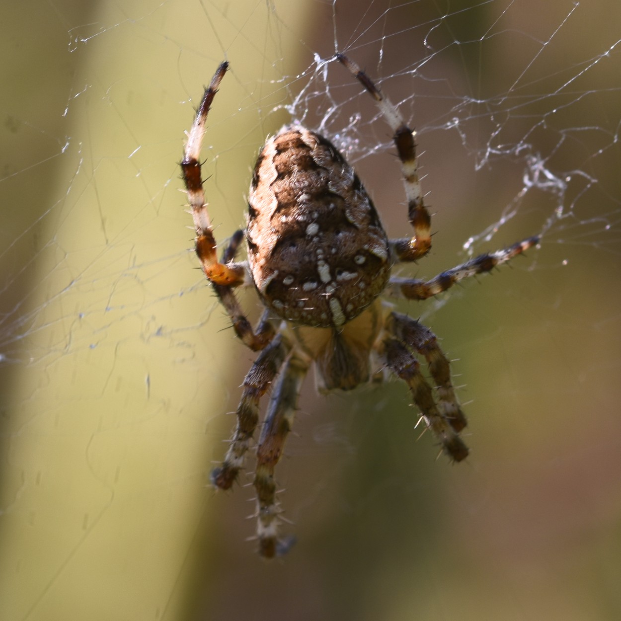 Araneus diadematus (garden spider) Hillside House 2024-08-17 (3805)