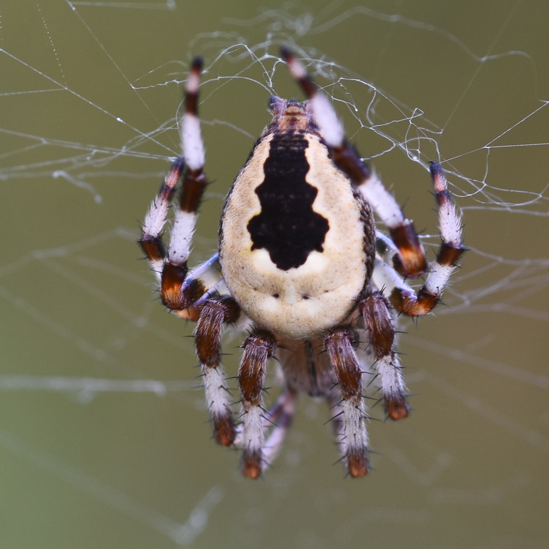 Araneus marmoreus pyramidatus, Hillside House 2024-08-17 (3722)