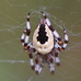 Araneus marmoreus pyramidatus, Hillside House 2024-08-17 (3722)