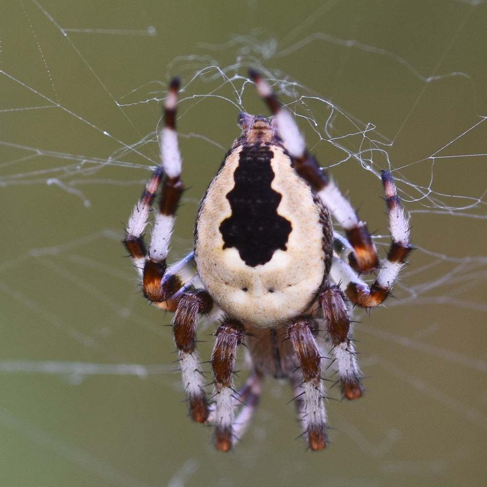 Araneus marmoreus pyramidatus, Hillside House 2024-08-17 (3722)