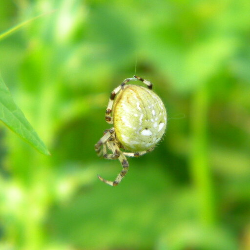 Araneus quadratus female on web on meadow, Hillside House 2016-09-21 (0754)