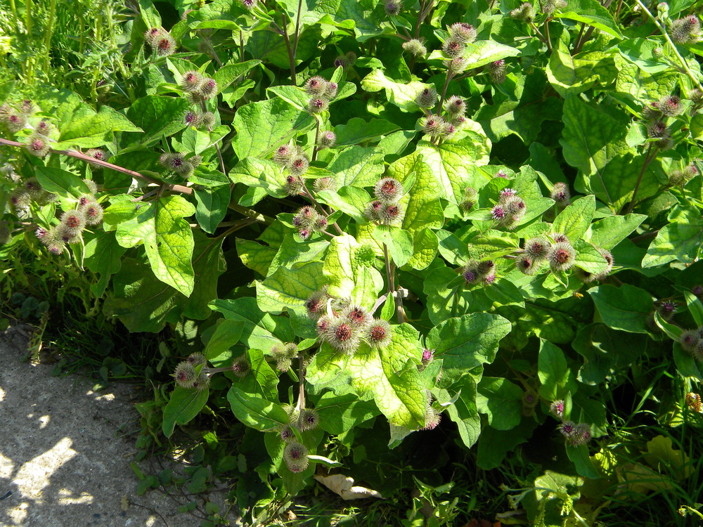 Greater burdock Arctium lappa, Hillside House 2018-07-14 (1289)