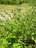 Burdock Arctium minus, Hillside House 2018-07-14 (1286)