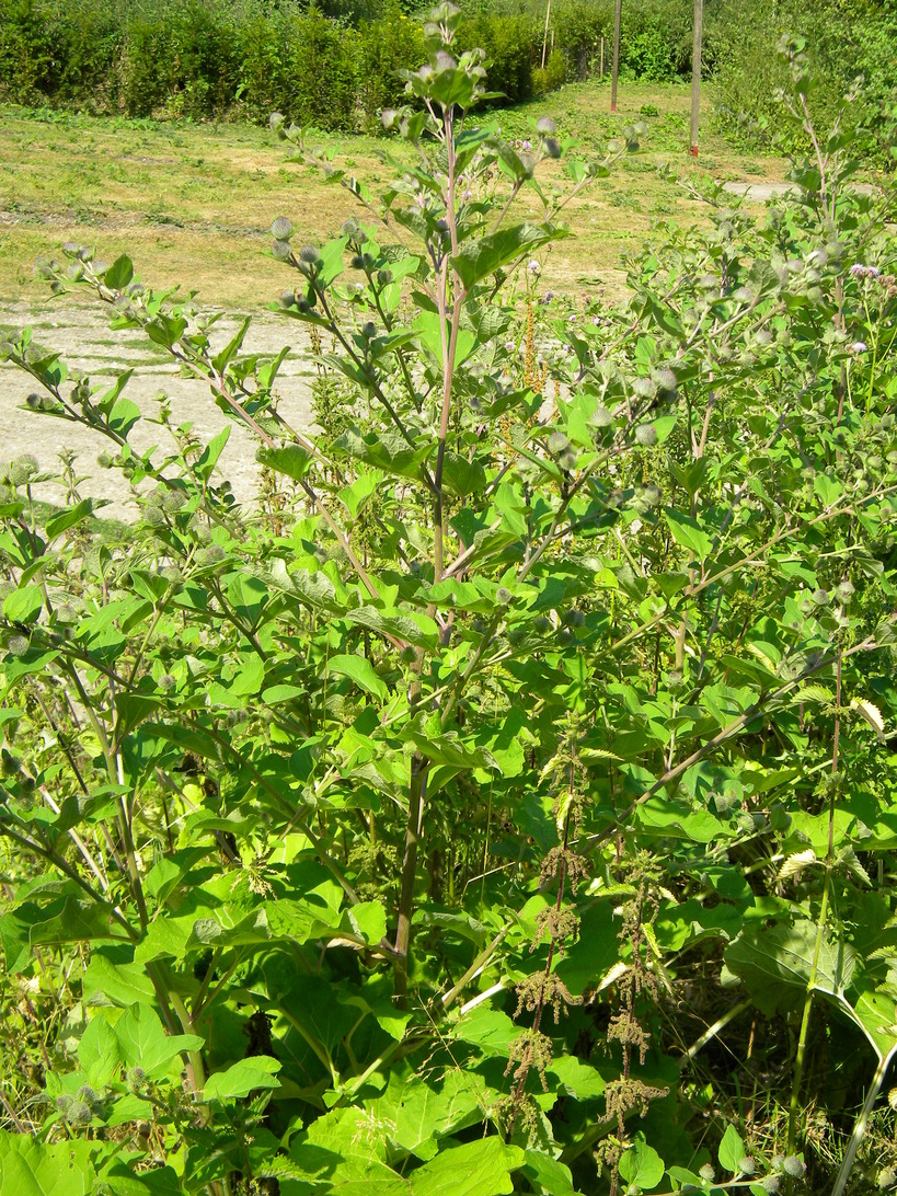 Burdock Arctium minus, Hillside House 2018-07-14 (1286)