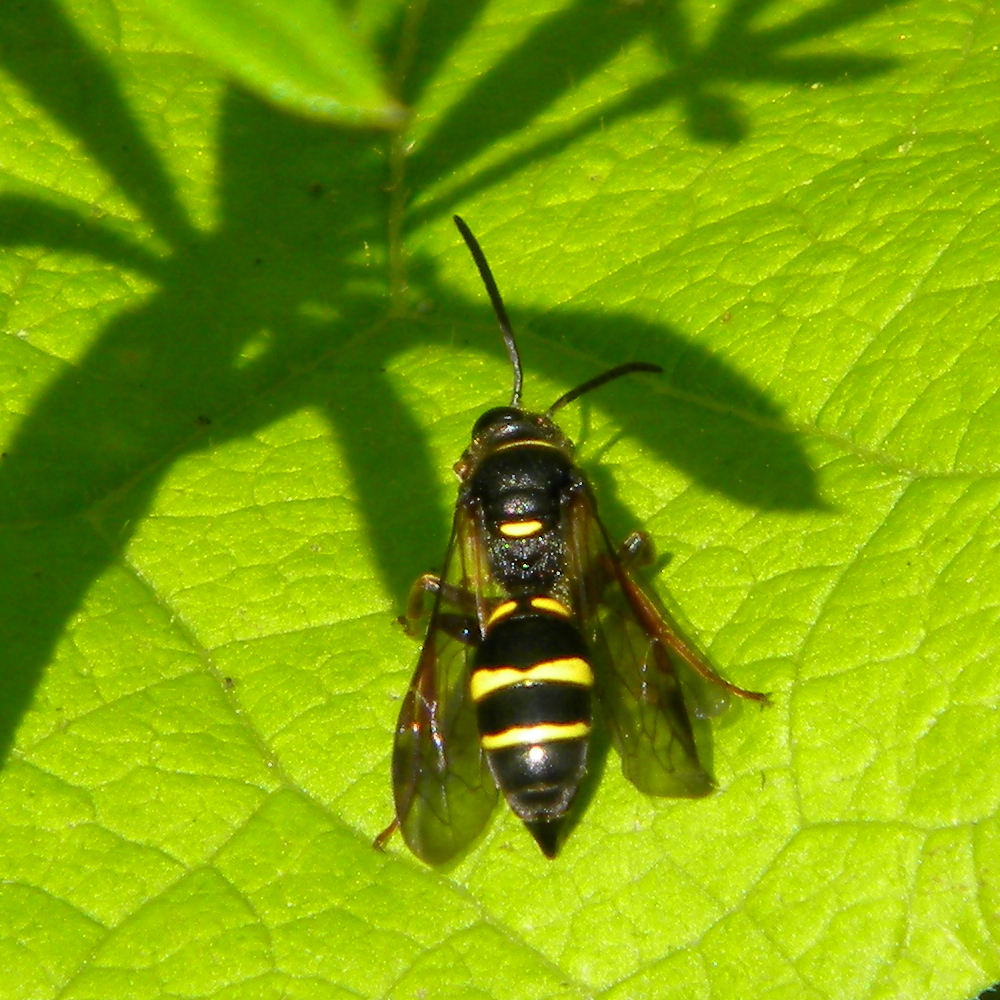 Argogorytes mystaceus (Crabronidae: sand-wasps) Hillside House 2024- 06-07 (3624)