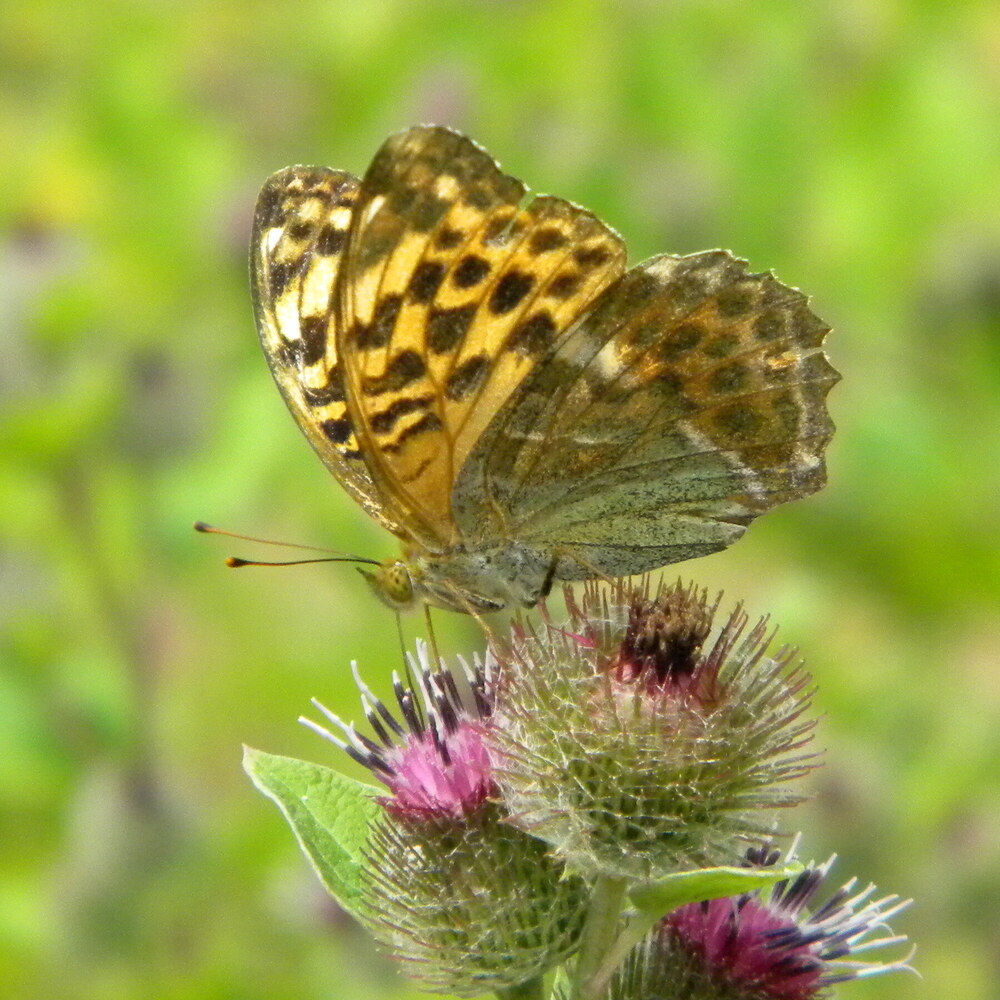 Silver-washed fritillary (Argynnis paphia) on burdock 2022-07-29 (2440)