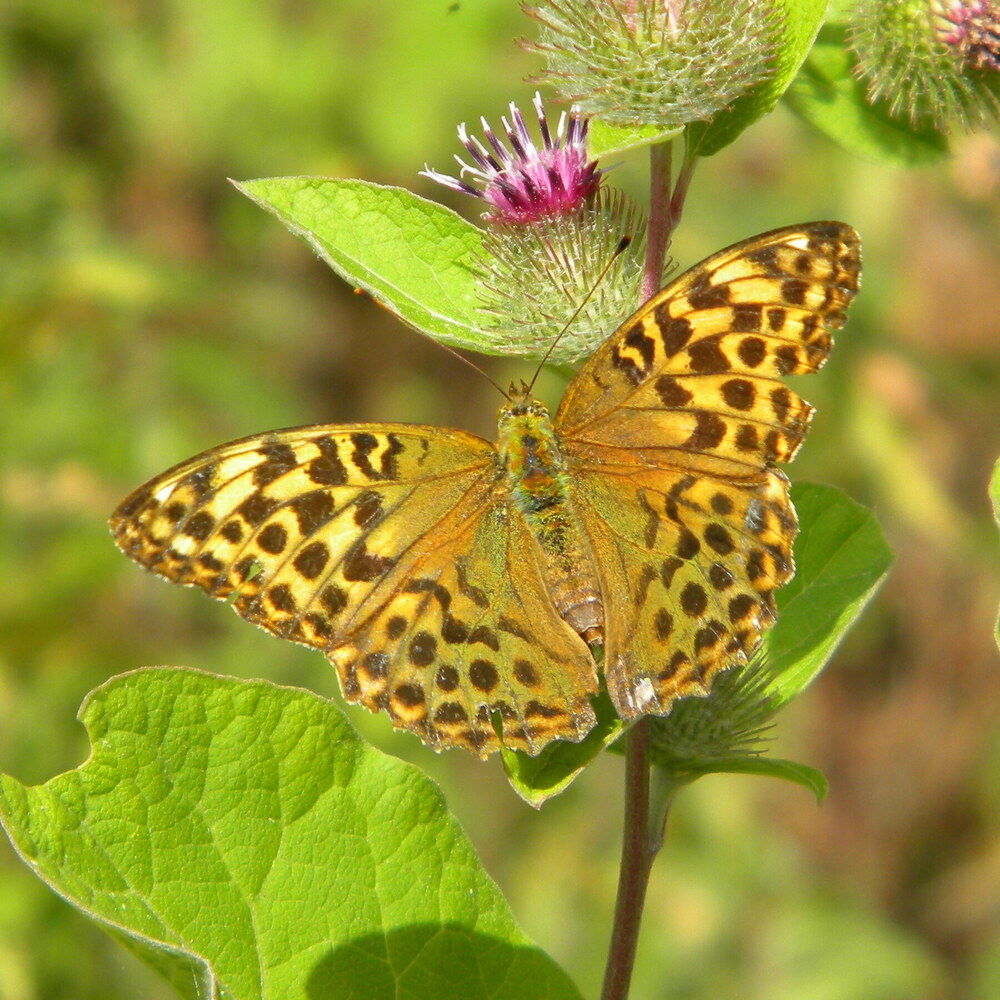 Silver-washed fritillary (Argynnis paphia) on burdock 2022-07-29 (2446)