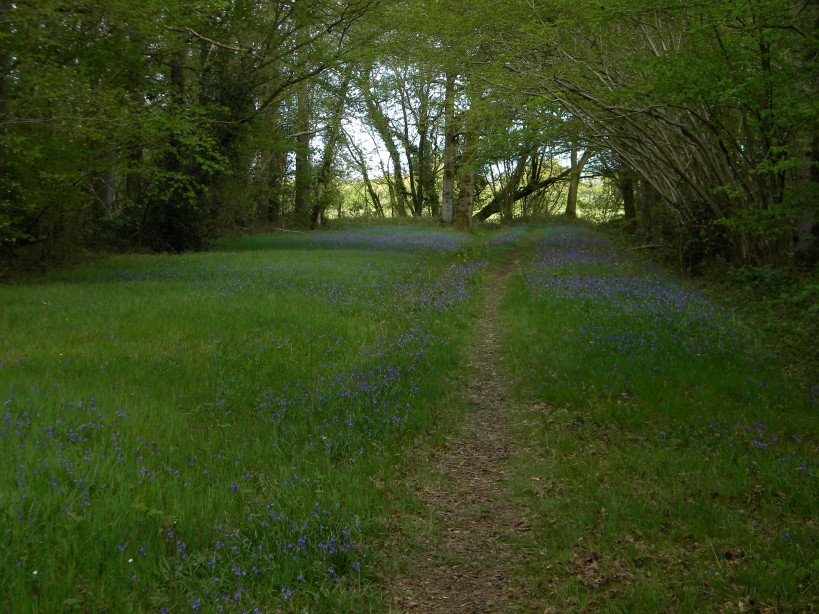 Bluebells on track in north end of Foxley Wood 2024-04-14 (3428) Bluebells on track in north end of Foxley Wood 2024-04-14 (3428)