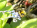 Bombus pratorum (early bumblebee) Hillside House 2024-06-02 (3469)
