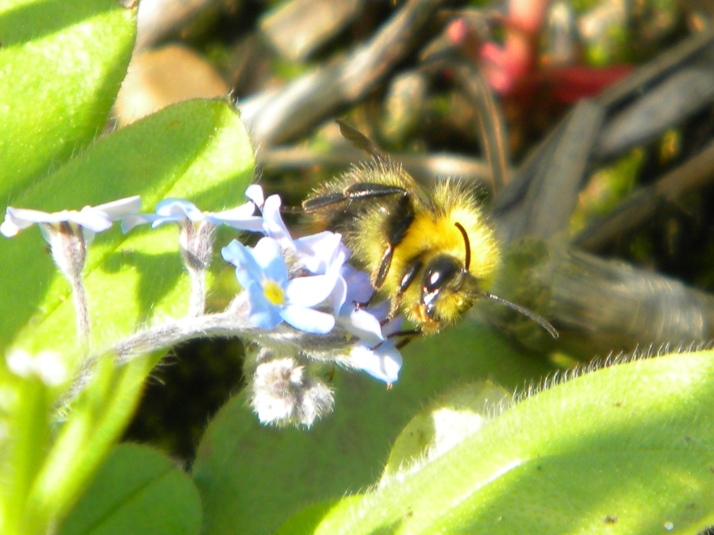 Bombus pratorum (early bumblebee) Hillside House 2024-06-02 (3469)