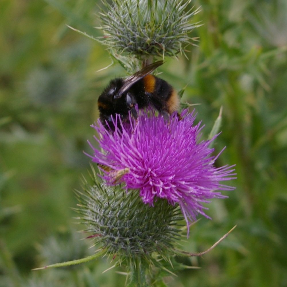 Bombus terrestris on spear thistle 2021-07-31 (2980)