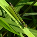 Calopteryx splendens (banded demoiselle) 2024-07-27 (3865)