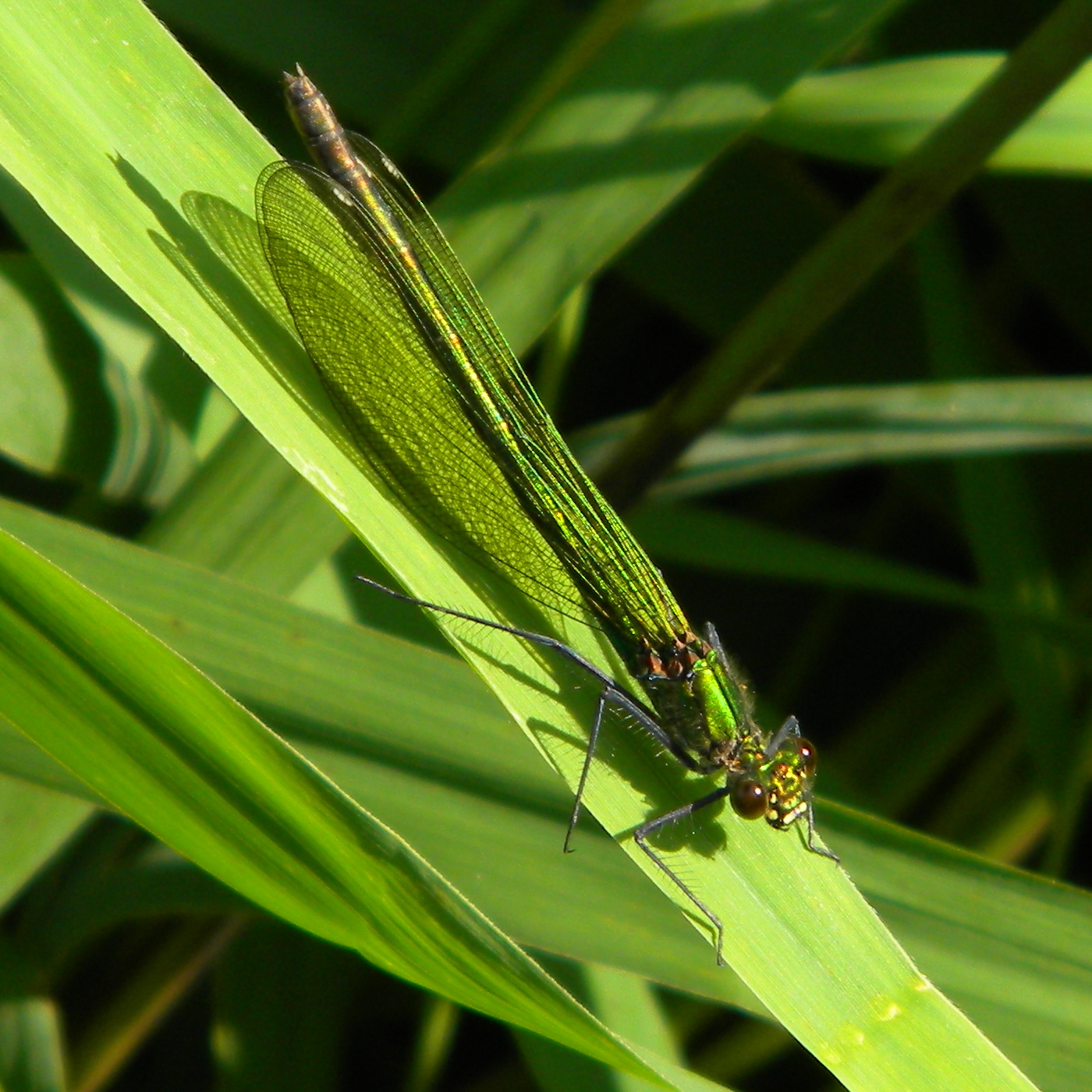 Calopteryx splendens (banded demoiselle) 2024-07-27 (3865)