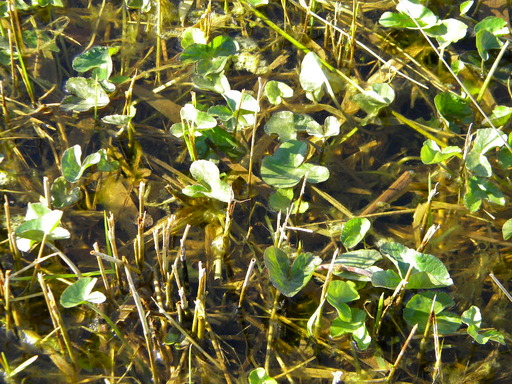 Marsh marigold (Caltha palustris) in shallow wet area of meadow, Hillside House 2017-03-16 (0880)
