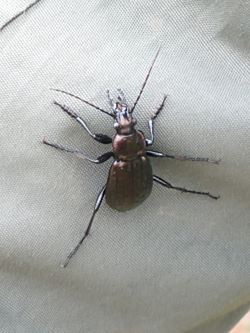 Carabus granulatus (prob) at Calthorpe Broad 2024-03-24 (c) Jackie Grzeskowiak Carabus granulatus (prob) at Calthorpe Broad 2024-03-24 (c) Jackie Grzeskowiak