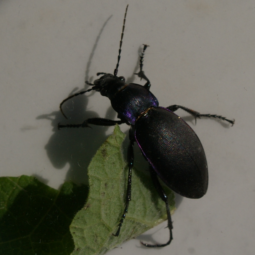 violet ground beetle Carabus violaceus 2021-09-15 (3065)