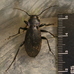 violet ground beetle Carabus violaceus 2021-09-23 (3078)