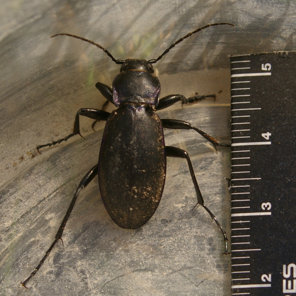 violet ground beetle Carabus violaceus 2021-09-23 (3078)