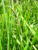 Lesser pond sedge Carex acutiformis, Hillside House 2017-05-25 (1015)