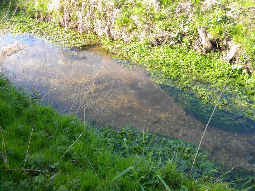 Carr Stream 2021-04-13 (1785)
