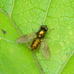 Chloromyia formosa (broad centurion soldier fly) 2024-06-07 (3629)