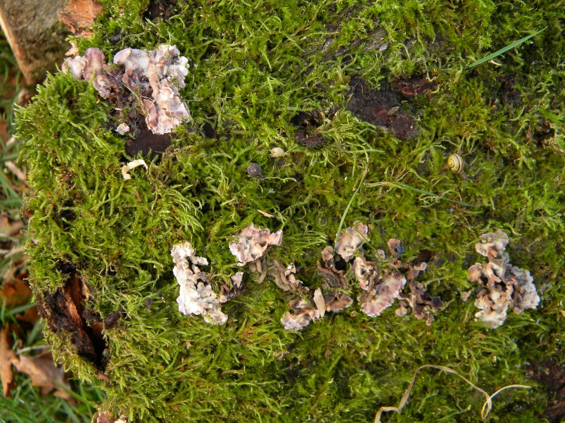 Possible Chrondrostereum purpureum on main stem of willow cultivar 2024-02-27 (3387) Possible Chrondrostereum purpureum on main stem of willow cultivar 2024-02-27 (3387)