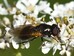 Chrysogaster cemiteriorum (hoverfly) 2024-08-16 (3595)
