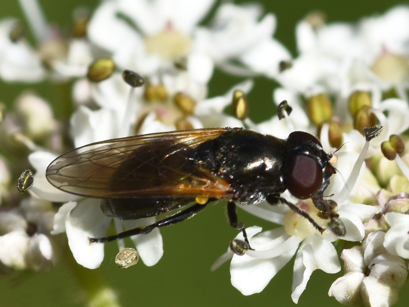 Chrysogaster cemiteriorum (hoverfly) 2024-08-16 (3595)