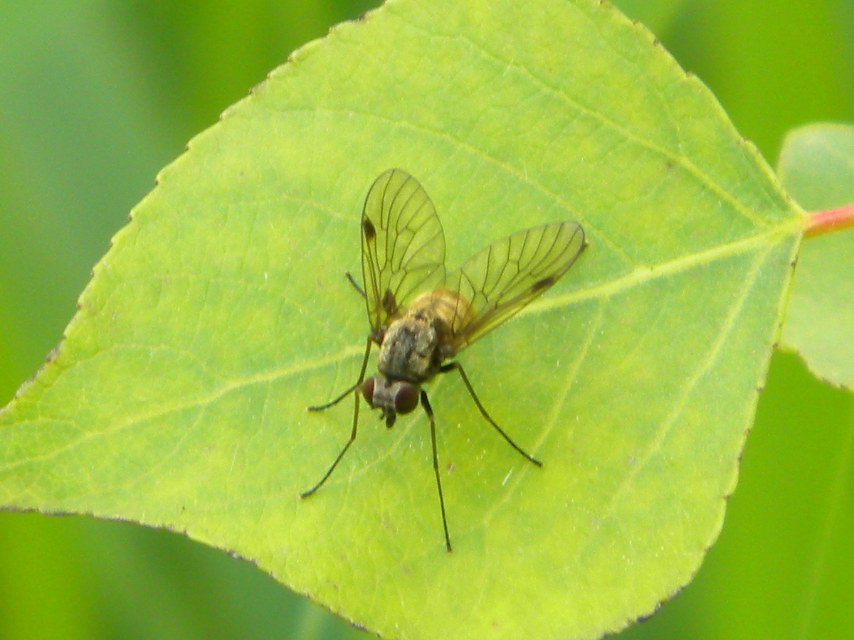 Chrysopilus cristatus (snipe fly) on native black poplar 2024-06-07 (3643)
