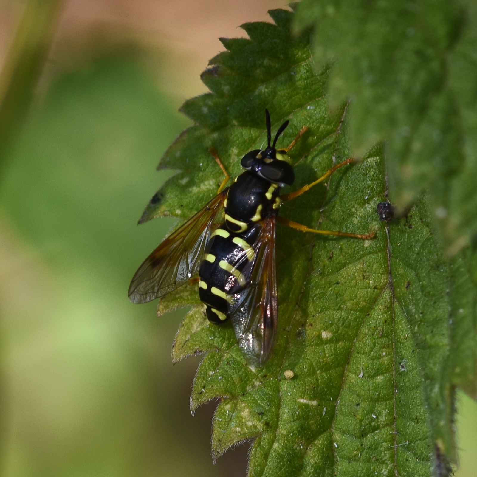 Chrysotoxum festivum (hoverfly) 2024-08-17 (3785)