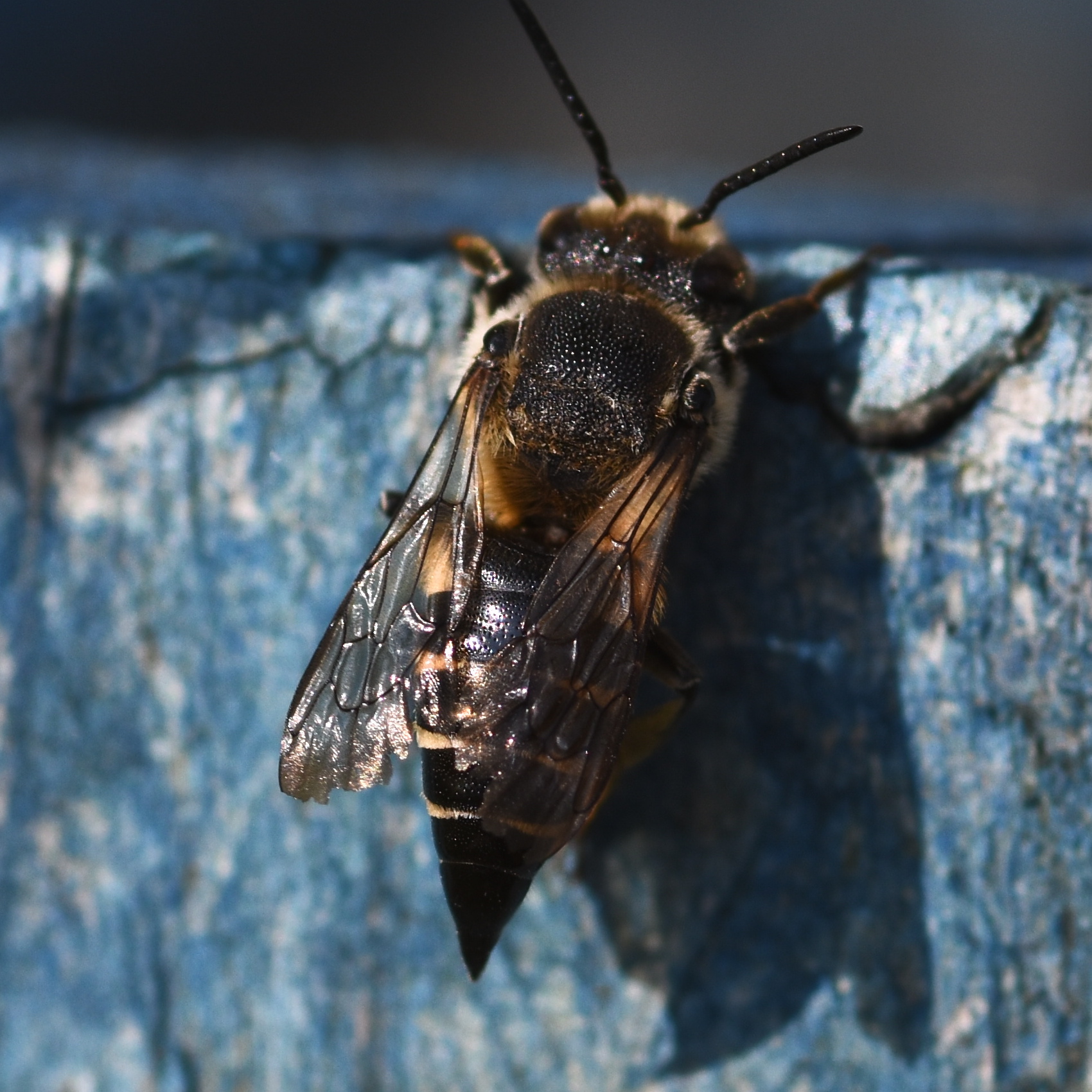 Coelioxys (sharp-tailed bee) Hillside House 2024-08-17 (3744)