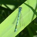 azure damselfly Coenagrion puella Hillside House pond 2024-06-02 (3457)